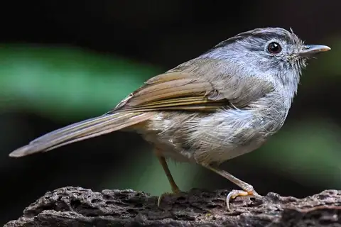 Black-browed Fulvetta
