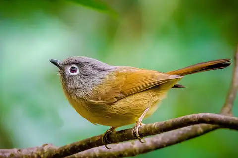 Huet's Fulvetta