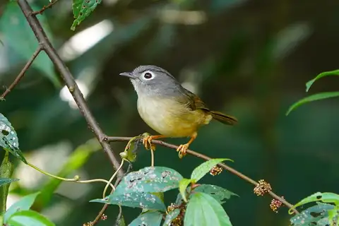 Grey-cheeked Fulvetta