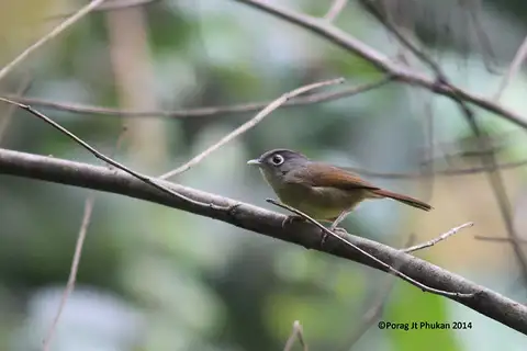 Nepal Fulvetta