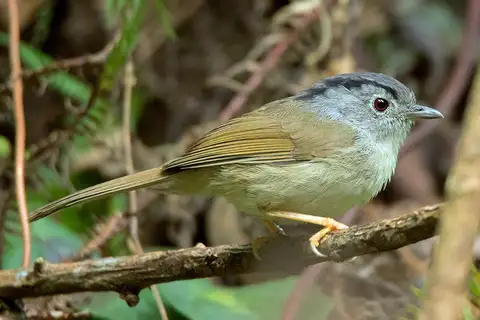 Mountain Fulvetta