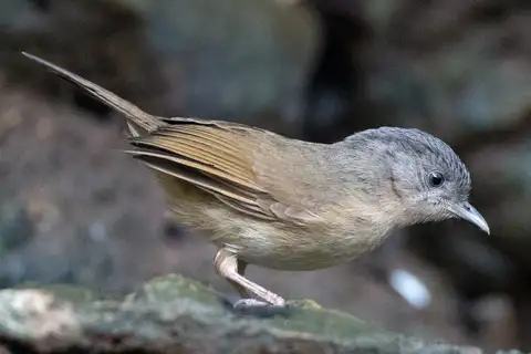 Brown-cheeked Fulvetta