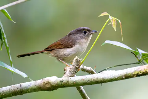 Javan Fulvetta