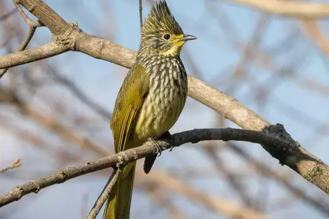 Striated Bulbul