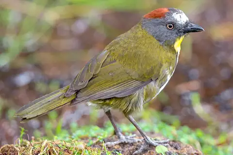 Rufous-naped Bellbird