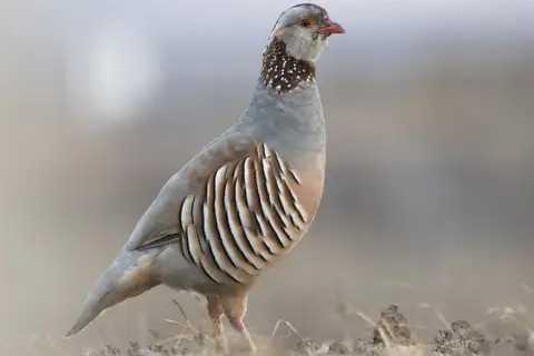 Barbary Partridge