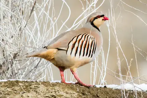 Chukar Partridge