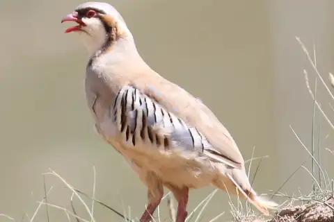 Przevalski's Partridge