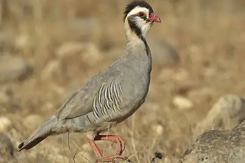Arabian Partridge