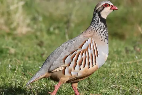 Red-legged Partridge