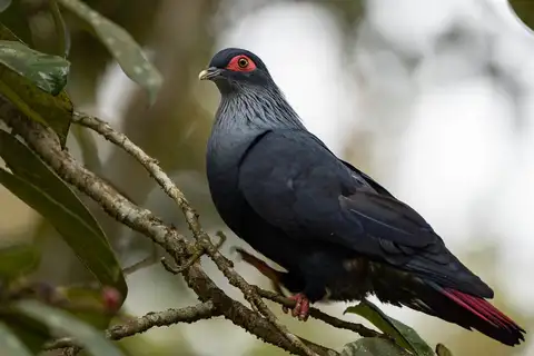 Madagascar Blue Pigeon