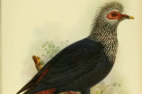 Mauritius Blue Pigeon