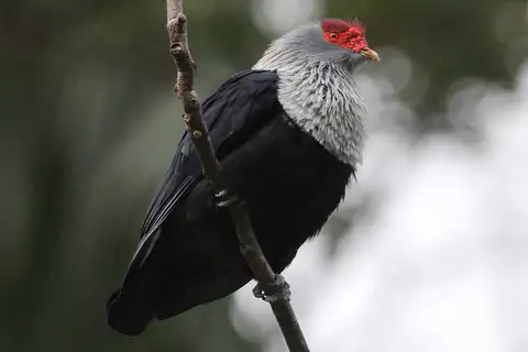 Seychelles Blue Pigeon