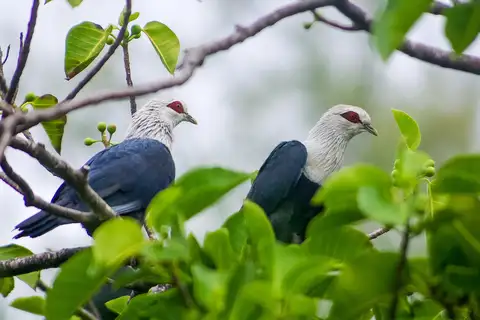 Comoro Blue Pigeon