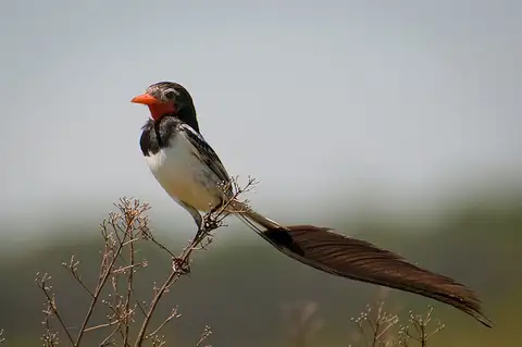 Strange-tailed Tyrant