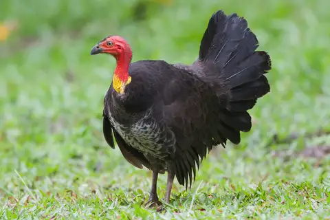 Australian Brushturkey