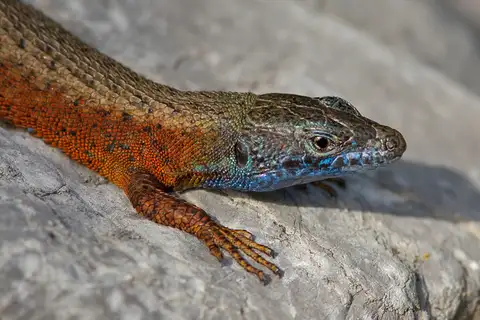 Blue-throated Keeled Lizard
