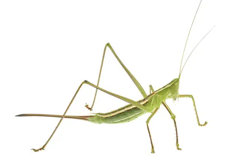Alinjarria elongata