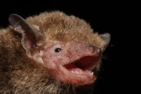 Japanese Pipistrelle
