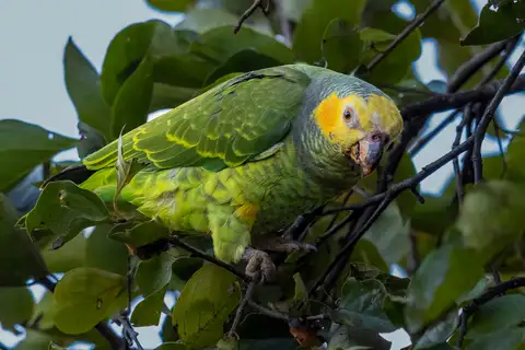 Yellow-faced Parrot