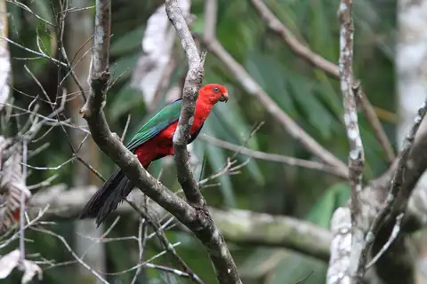 Moluccan King Parrot