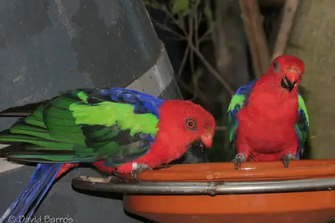 Papuan King Parrot