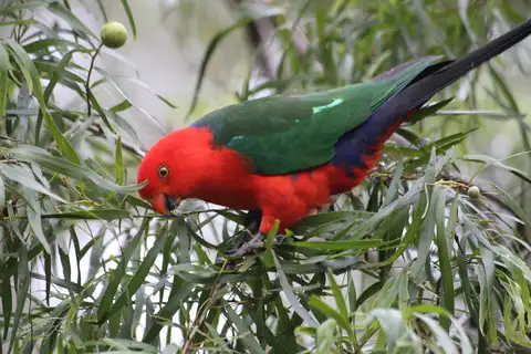 Australian King Parrot