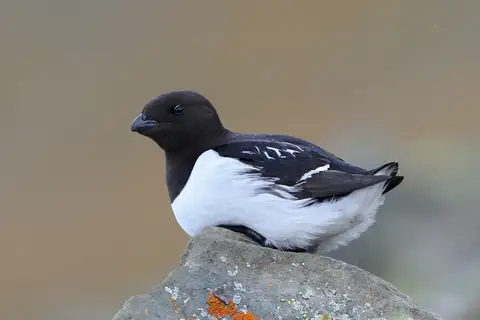 Little Auk