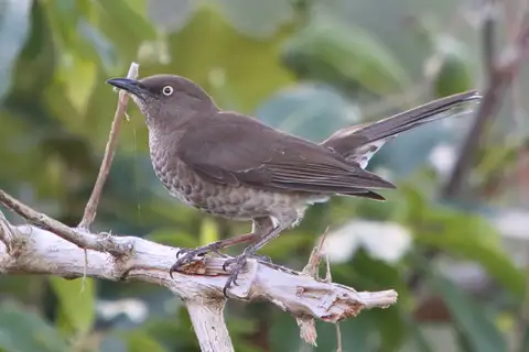 Scaly-breasted Thrasher