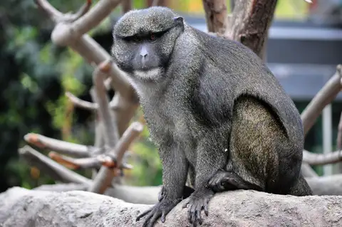 Allen's Swamp Monkey