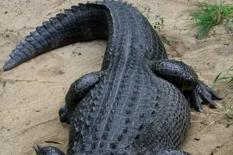 American Alligator