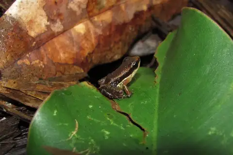 Chapada Rocket Frog