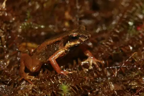Martinique Volcano Frog