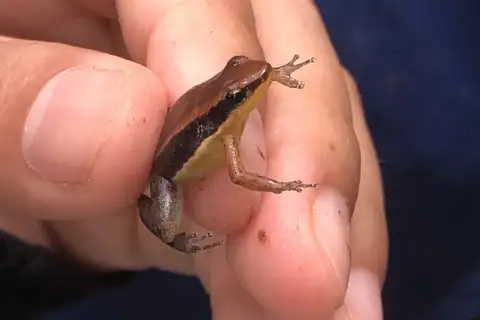 Manu Rocket Frog