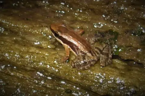 Allobates crombiei