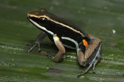 Spotted-thighed Poison Frog
