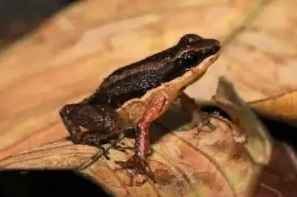 Santa Cecilia Rocket Frog