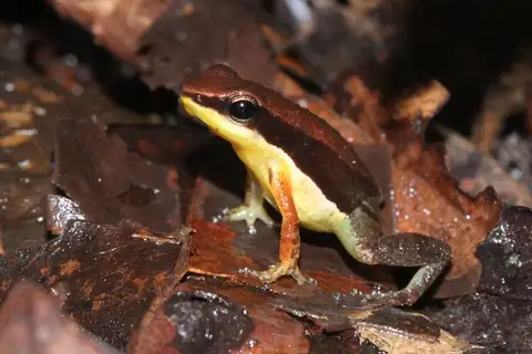 Black-flanked Poison Frog