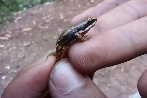 Serrania de Perija Nurse Frog