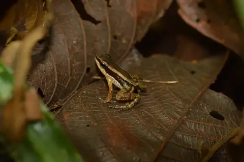 Unexpected Nurse Frog