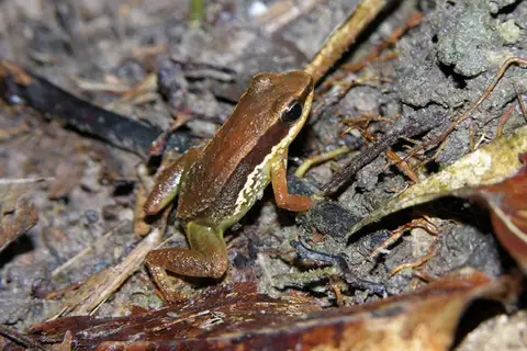 Allobates nidicola