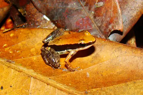 Allobates sumtuosus