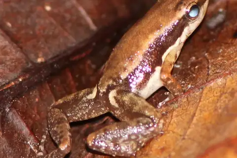 Tapajos Rocket Frog