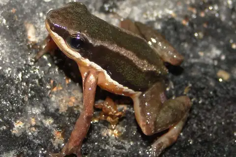 Three-striped Rocket Frog