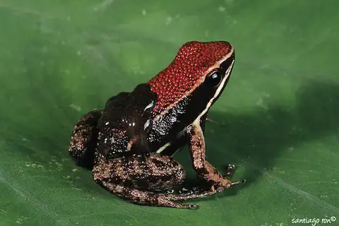 Sanguine Poison Frog