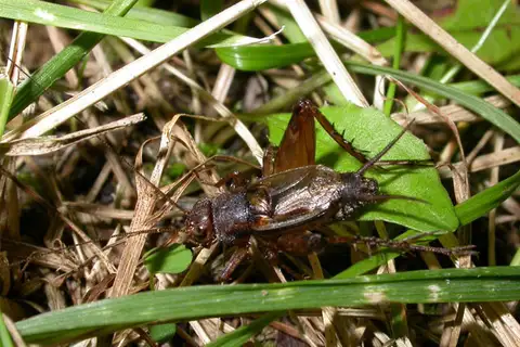 Allard's Ground Cricket