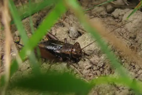 Striped Ground Cricket