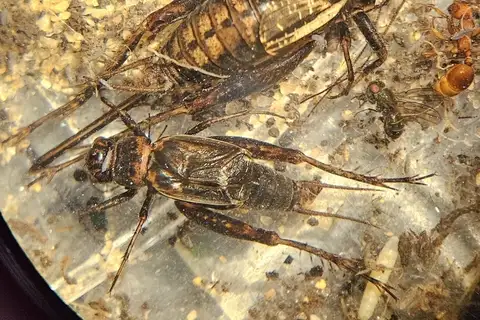 Gray Ground Cricket