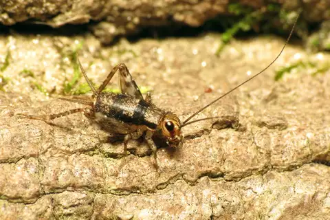 Spotted Ground Cricket