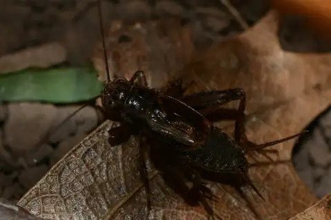 Choctaw ground cricket